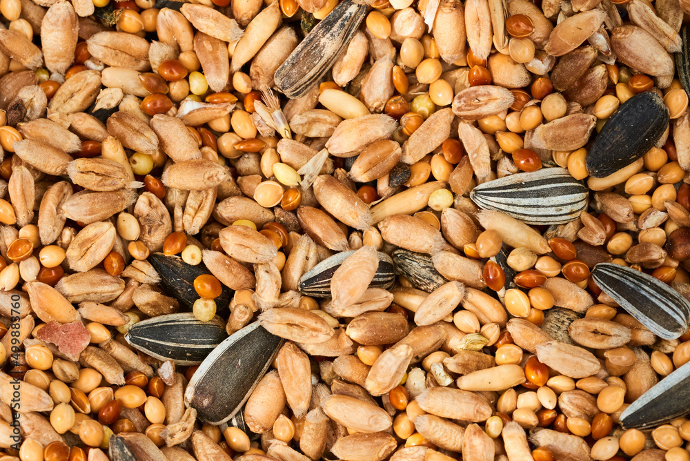 Bird seed abstract background texture Bird seed abstract background texture