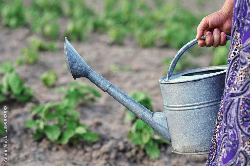 Close-up of woman's hand holding metal watering can. Gardening concept Close-up of woman's hand holding metal watering can. Gardening concept