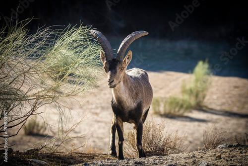 he Iberian ibex, Capra pyrenaica, in Sierra nevada mountains, Andalusia, Spain photo