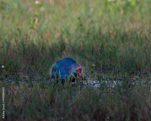 Foto Grey headed Swamphen or Purple Moorhen in Sultanpur wetland in Haryana