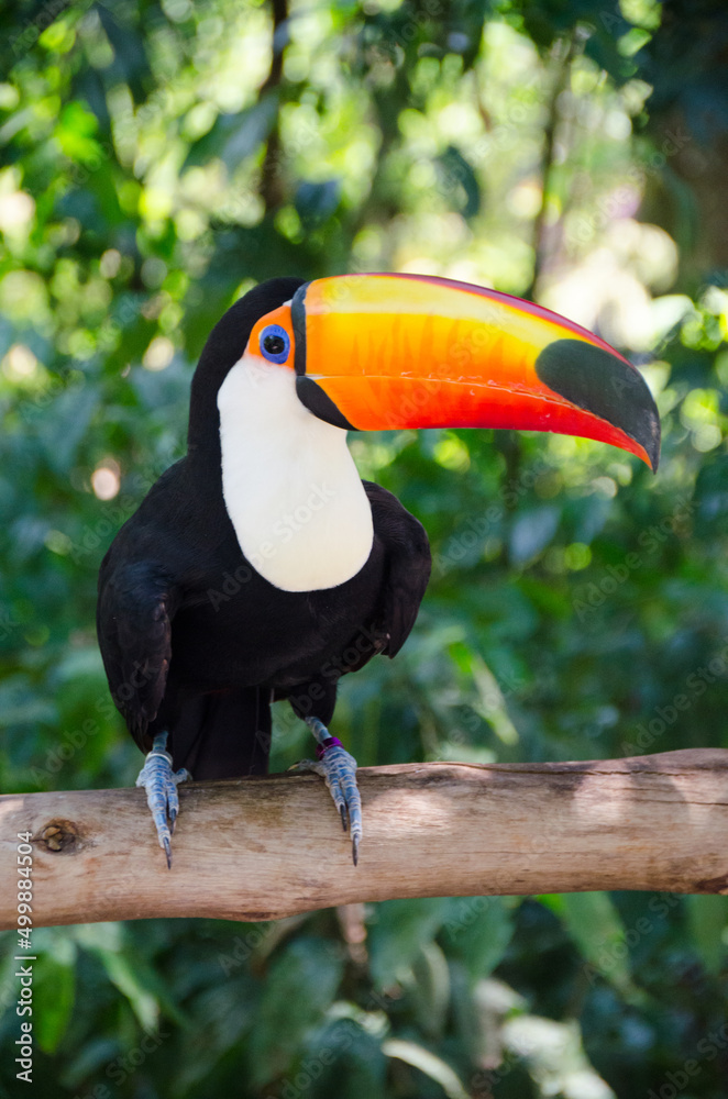 Toucan