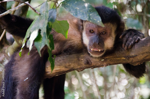 Photography Capuchin monkey lying on a branch