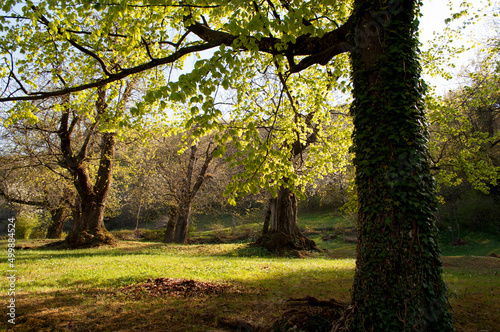 Trees in Springtime. Valle Imagna, Italy photo