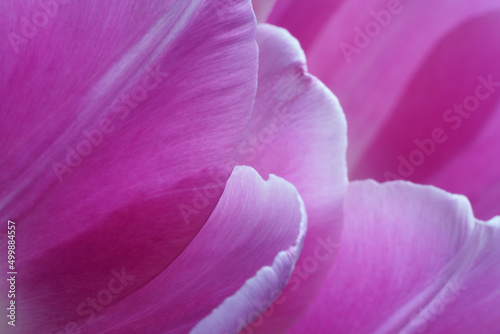 Wallpaper Mural Tulip Flowers for Poster Design or Art Print  Torontodigital.ca