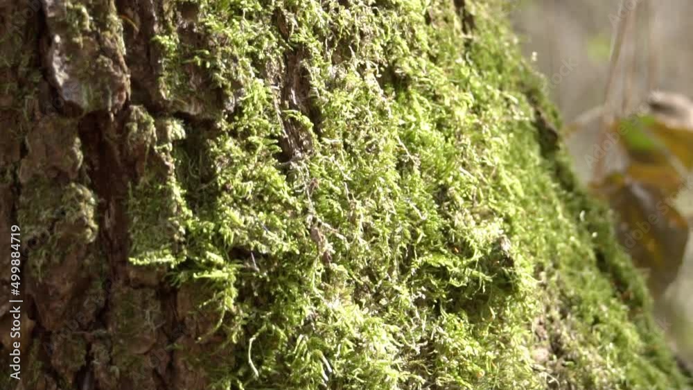 moss on a tree trunk moss on a tree trunk