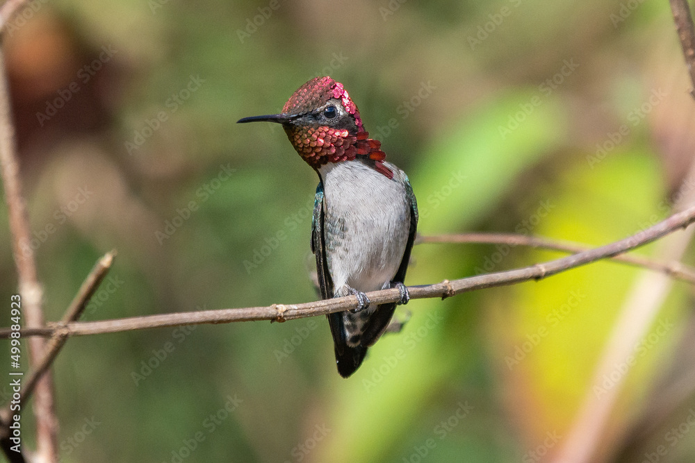 Koliberek hawański łac. Mellisuga helenae samiec, siedzący na gałęzi i rozgłądający się. Ten endemiczny ptak kubański jest najmniejszym ptakiem świata. Zwany także James Bond Hummingbird. - obrazy, fototapety, plakaty 