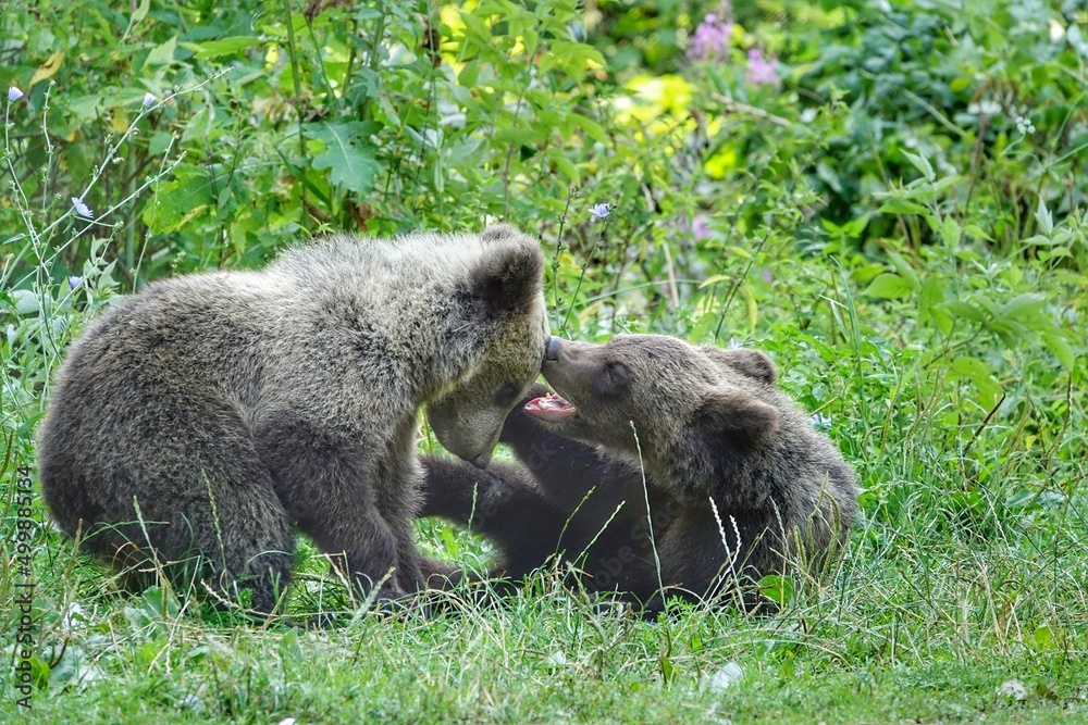 Fototapeta premium Brown bear cubs playing