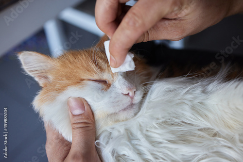Фотография man hand cleaning her cat eyes with cotton pad.