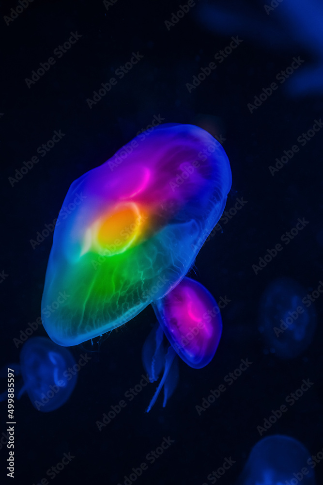 Low key jellyfish in sea saltwater aquarium ocean life, color photography with space for text Low key jellyfish in sea saltwater aquarium ocean life, color photography with space for text