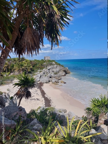 palm trees on the beach