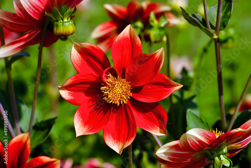 Red and white flower of the dahlia named Corona also Korona, Asteraceae, in late summer and autumn