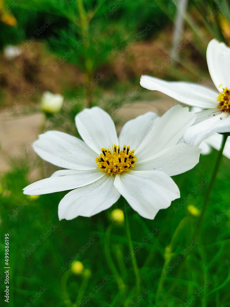 white daisy flower white daisy flower