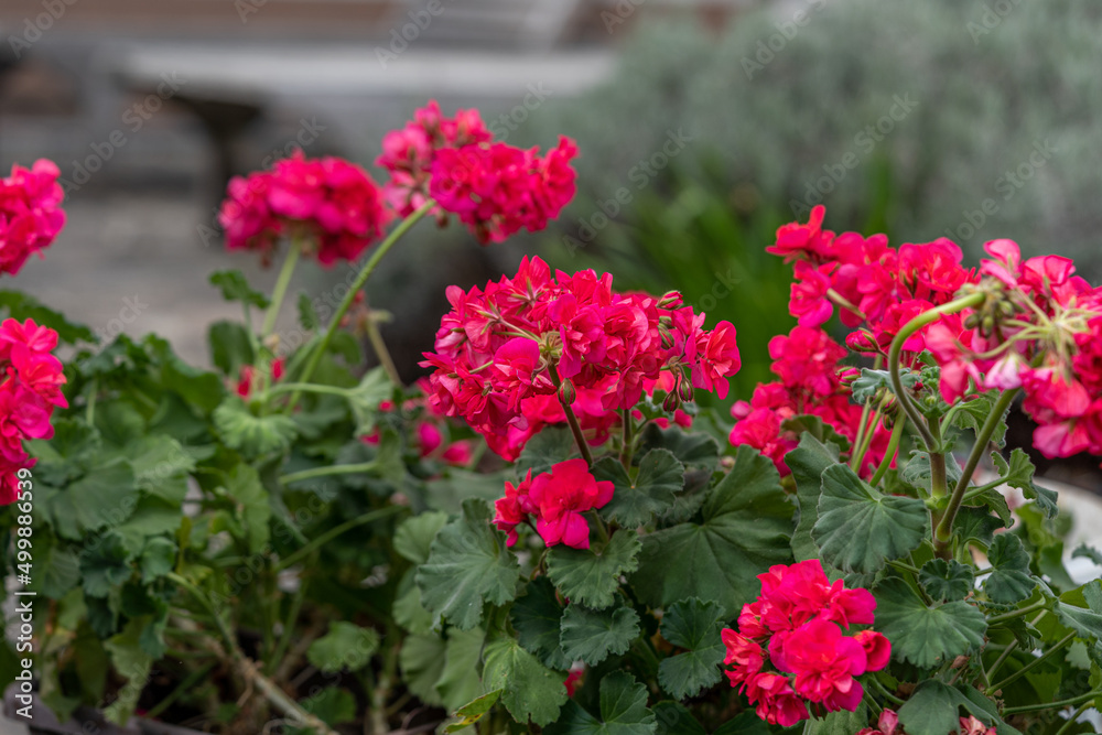 Pink pelargonium in the pot on window of a house in the sunlight, close up photography Pink pelargonium in the pot on window of a house in the sunlight, close up photography