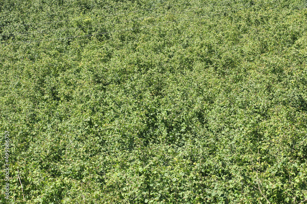 Turkey a hazelnut orchard in Urdu famous for its hazelnuts Stock Photo Adobe Stock