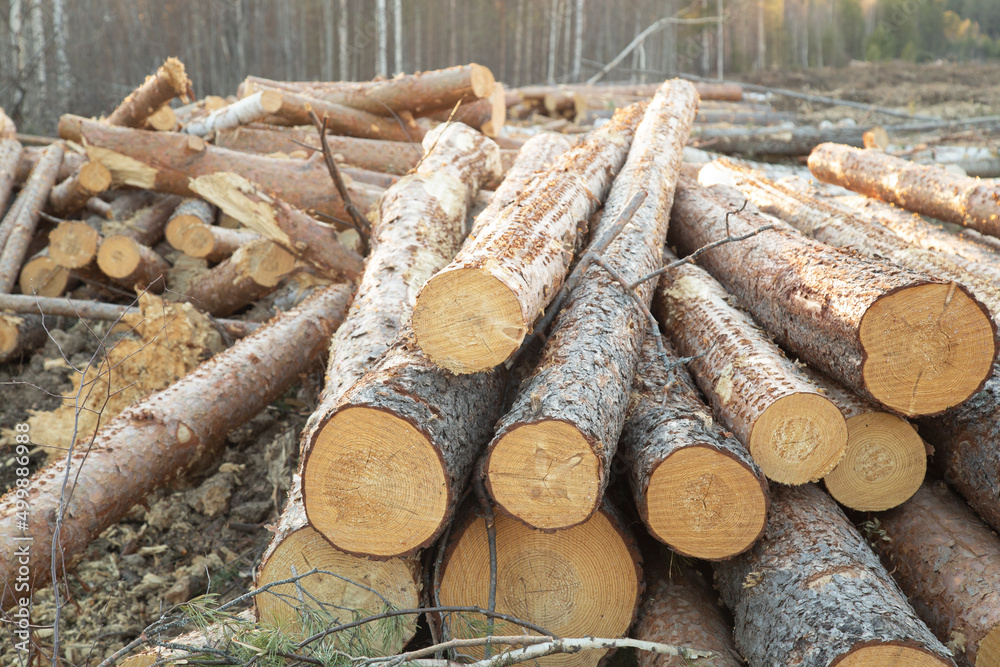 Harvesting of wood. A plot for logging.Sawing the forest into logs. Harvesting of wood. A plot for logging.Sawing the forest into logs.