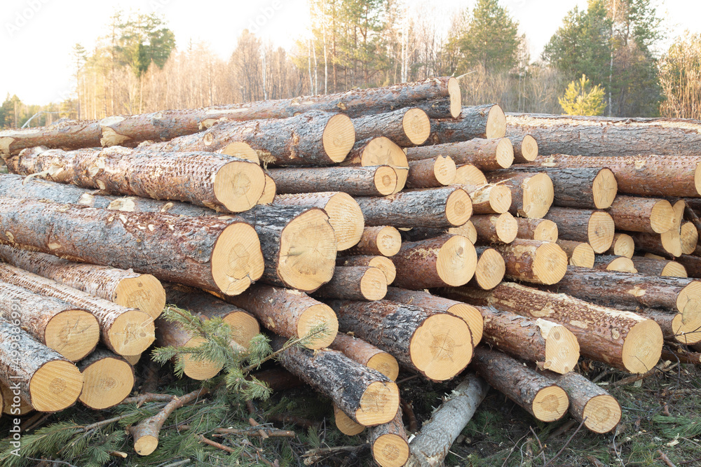 Harvesting of wood. A plot for logging.Sawing the forest into logs. Harvesting of wood. A plot for logging.Sawing the forest into logs.