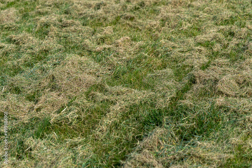 Removing dead grass after winter, spring care of grass, garden concept, Debris Left Over by an Electric Lawn dethatcher
