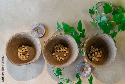 Peat pots with pea seeds inside for home seedlings