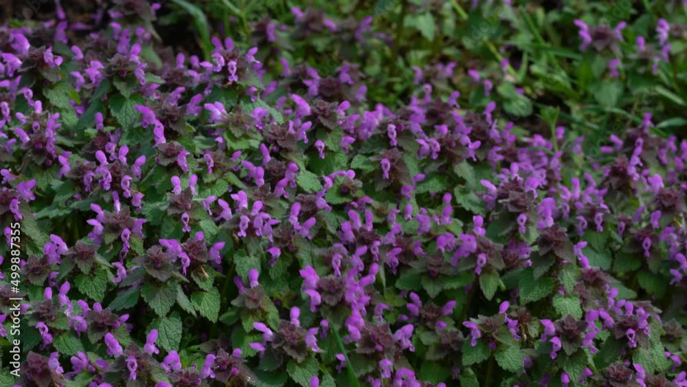 Purple Dead Nettle on slight breeze (Lamium purpureum) - (4K) Purple Dead Nettle on slight breeze (Lamium purpureum) - (4K)
