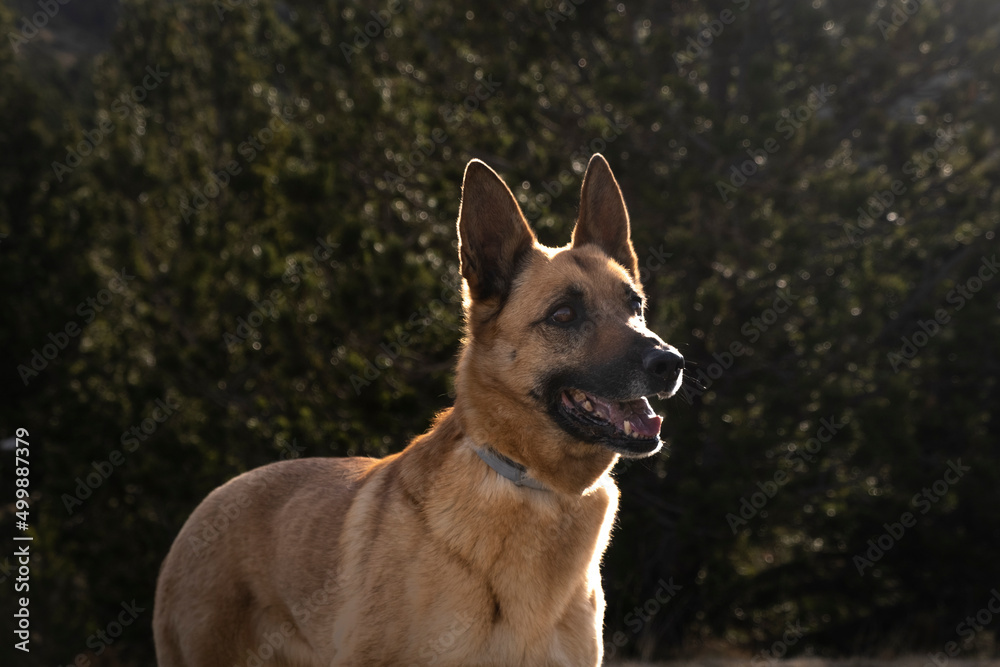 Naklejka premium Perro en la montaña