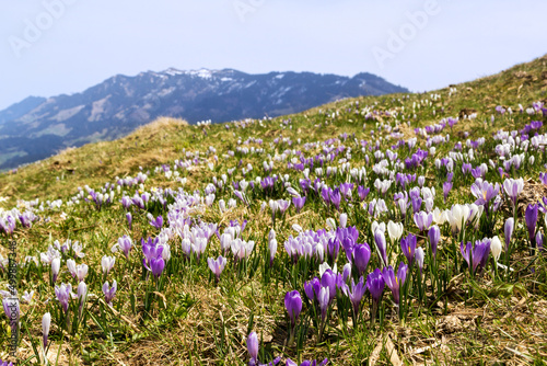 Purple and white Crocus alpine flowers blooming on spring on Alps mountain photo