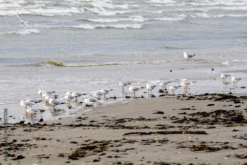 seascape with brown seagrass on sandy beach and black-headed gulls in winter form with a white head