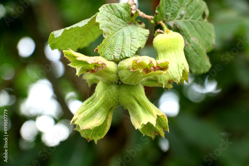 A hazelnut tree in the province of Ordu, famous for its hazelnuts in Turkey. Young hazelnut, green hazelnut, fresh hazelnut newly growing on the tree	
 photo