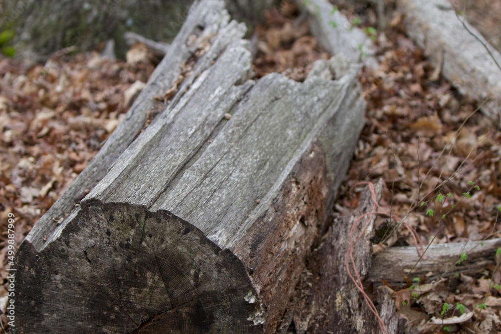 Fototapeta premium cut rotting log in the forest