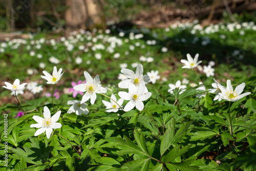 Windflower  Anemone nemorosa