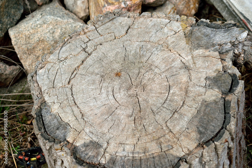 old stump with cracks, close-up as a texture for background
