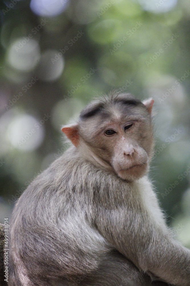 Monkey in Jungle. Emotions and actions of Monkey and baby. Beautiful wall paper background. Emotional message. Monkey in Jungle. Emotions and actions of Monkey and baby. Beautiful wall paper background. Emotional message.