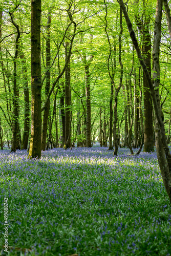 Fototapeta Naklejka Na Ścianę i Meble -  Sunlight shining in a bluebell wood in Sussex, on a spring day