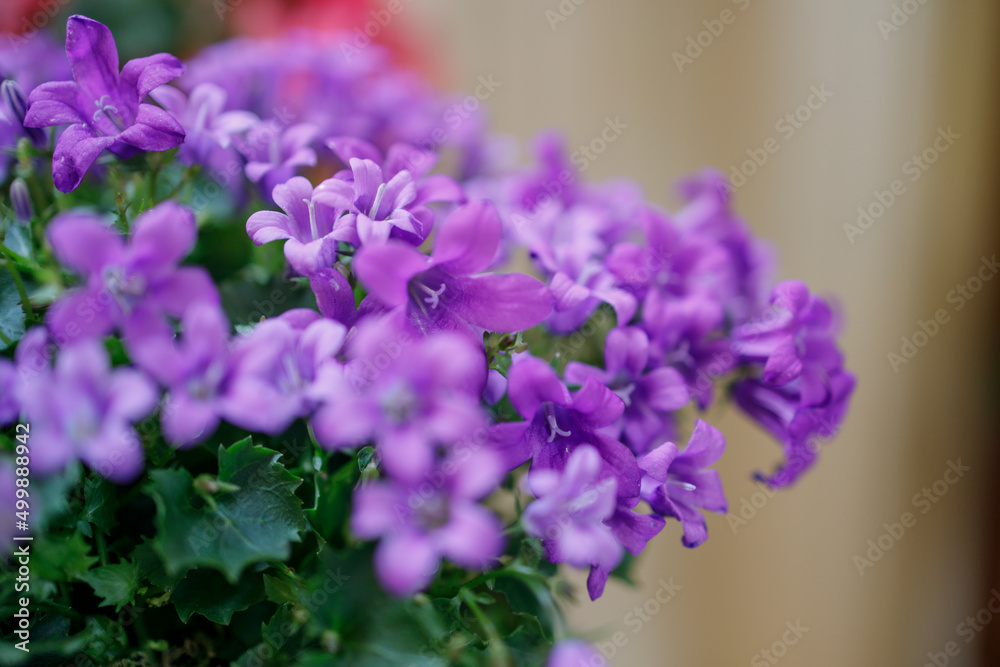 Campanula persicifolia ( Bellflower peach leaves , Campanula Persian or stick Jacob), purple bell flowers in wicker basket for sale. Flower shop Campanula persicifolia ( Bellflower peach leaves , Campanula Persian or stick Jacob), purple bell flowers in wicker basket for sale. Flower shop