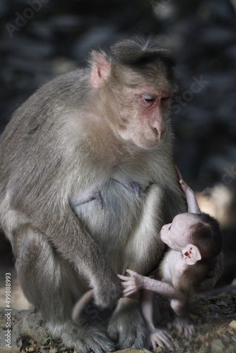 Monkey in Jungle. Emotions and actions of Monkey and baby. Beautiful wall paper background. Emotional message. © Jaideep