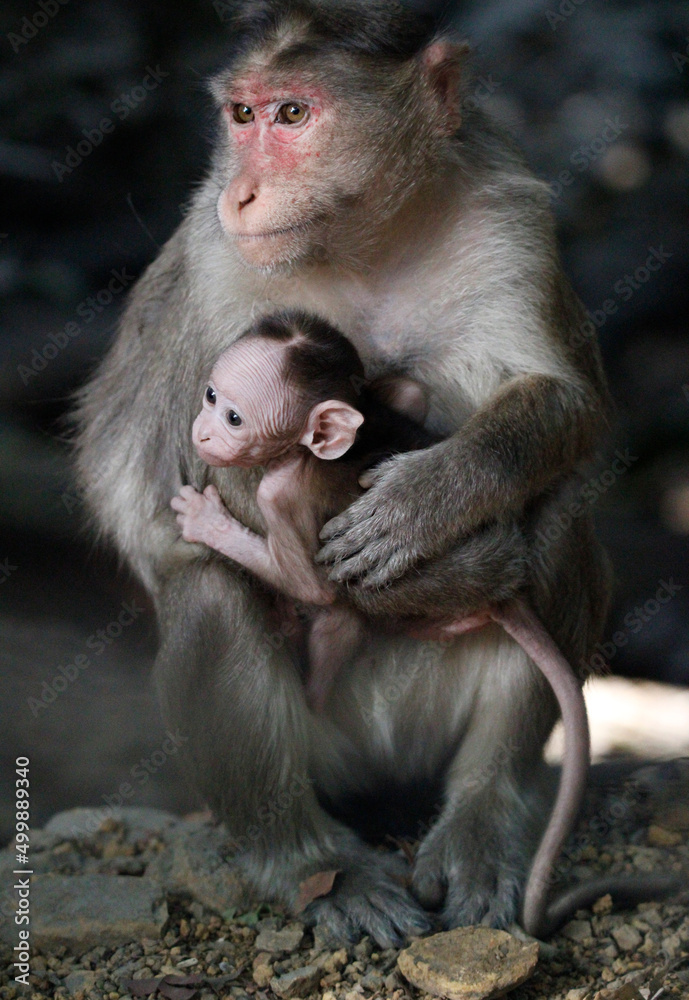 Monkey in Jungle. Emotions and actions of Monkey and baby. Beautiful wall paper background. Emotional message. Monkey in Jungle. Emotions and actions of Monkey and baby. Beautiful wall paper background. Emotional message.