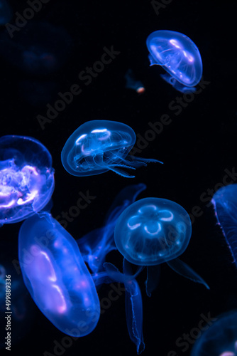 Low key jellyfish in sea saltwater aquarium ocean life, color photography with space for text  © Serhii