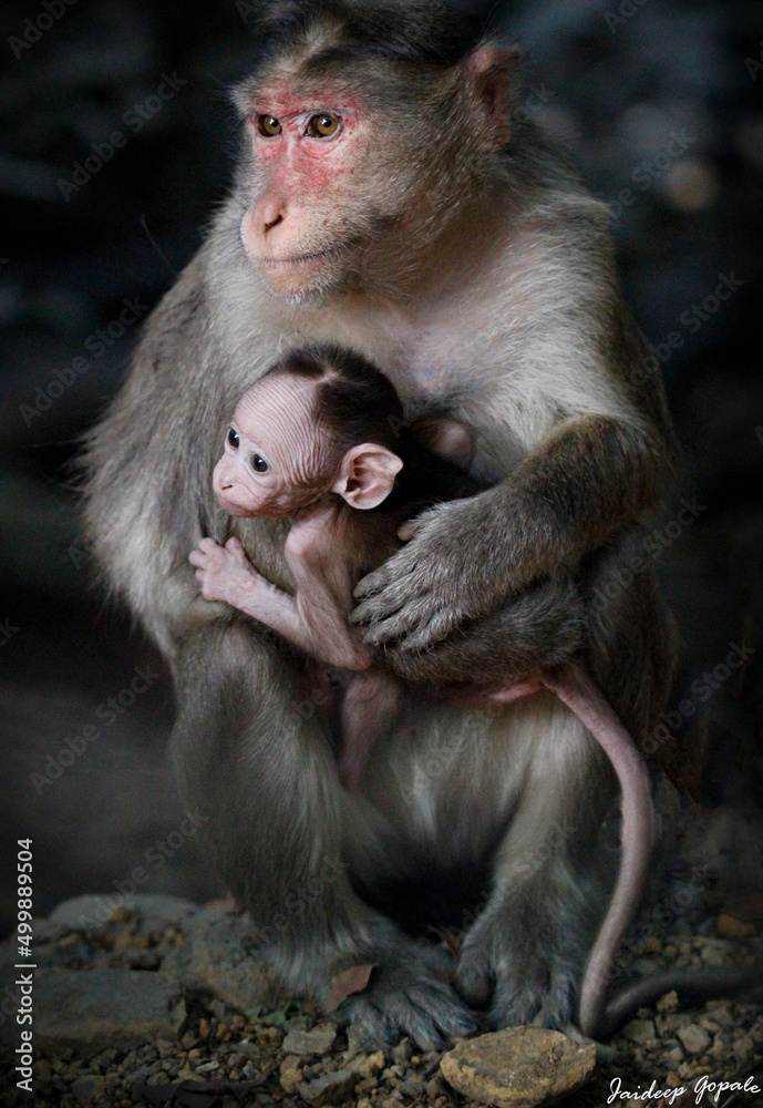 Monkey in Jungle. Emotions and actions of Monkey and baby. Beautiful wall paper background. Emotional message.