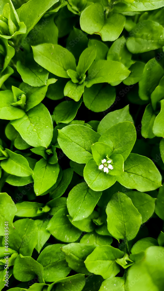 Spring. Green leaves close up. Spring. Green leaves close up.