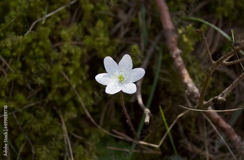 Flor blanca solitaria sobre suelo boscoso. photo
