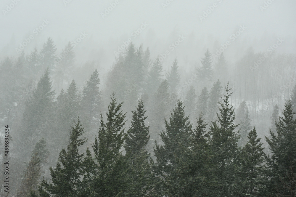 Heavy snow storm in British Columbia mountains, whipped through the forest creating snowy tipped forest 