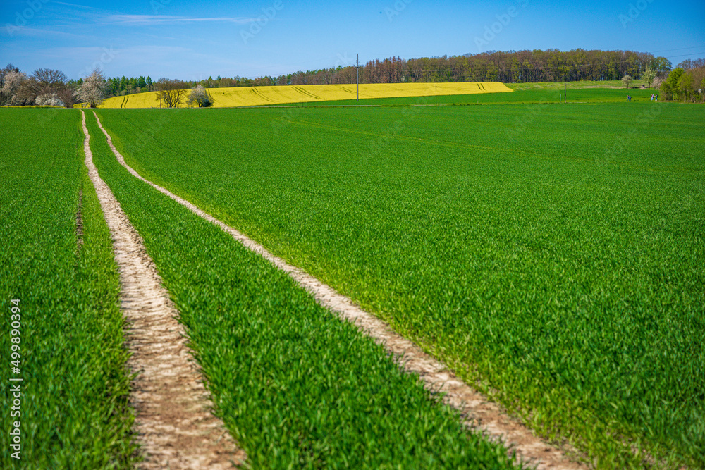 summer green field landscape with dirt road summer green field landscape with dirt road