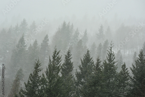 Heavy snow storm in British Columbia mountains  whipped through the forest creating snowy tipped forest 