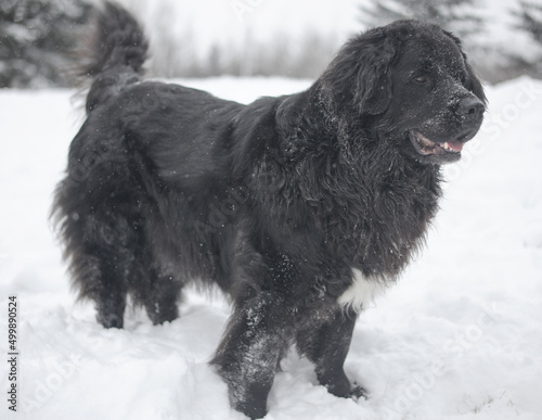 one black Newfoundland dog in snow storm on farm