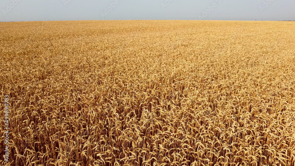 Wheat field. Aerial drone view. Wheat ears close-up on sunny day. Yellow golden spikes with grains of wheat in field. Textured agricultural farming background. Grains of wheat in ears ripen in sun Wheat field. Aerial drone view. Wheat ears close-up on sunny day. Yellow golden spikes with grains of wheat in field. Textured agricultural farming background. Grains of wheat in ears ripen in sun