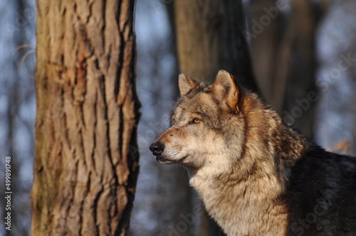 European gray wolve