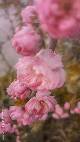 pink flowers