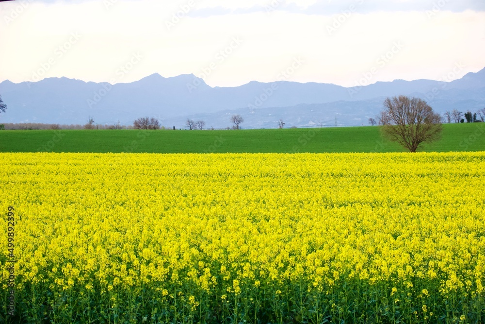 Campo de amarilla colza con montañas de fondo en entorno rural.