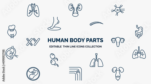 concept of human body parts web icons in outline style. thin line icons such as lungs with the trachea, neuron, human eyebrow, digestive system, human uterus, lungs, respiratory system, bones joint,