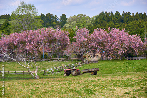 八重桜咲く牧場とトラクター　秋元牧場