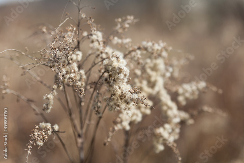 Beautiful dried flowers on a blurred background. © Brylynskyi